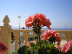 Geranium Picture